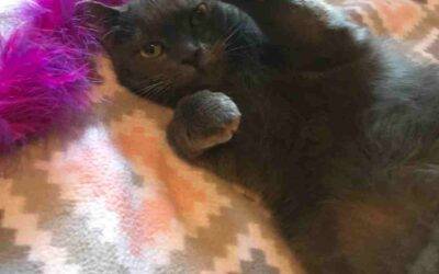 Adopted russian blue mix kitten for adoption in north windham connecticut – supplies included – adopt spirit