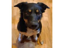 Meet Spot, A Cute 35 Pound Border Collie Rottweiler Mix Dog For Adoption In Red Deer. Spot Is Sitting, Looking Right At The Camera In This Photo.