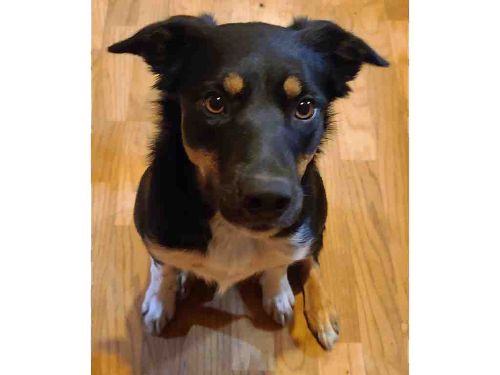 Meet Spot, a cute 35 pound Border Collie Rottweiler mix dog for adoption in Red Deer. Spot is sitting, looking right at the camera in this photo.