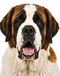 Saint Bernard large dog breed portrait for adoption and rehoming