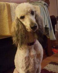 Standard Poodle Afghan Hound Mix For Adoption In Tennessee