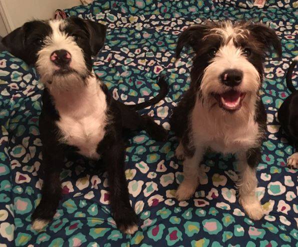 ADOPTED – Adorable Ares and Zeus – Standard Poodle Mix Brothers  San Diego CA