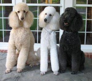 Three standard poodles, an apricot, white and black poodle
