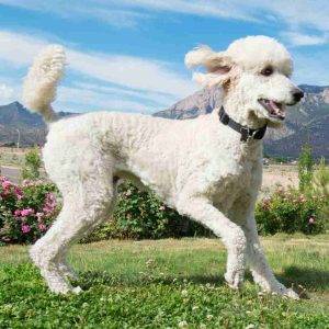 White standard poodle running