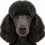 Standard poodle