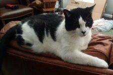 Stanley - Black And White Tuxedo Cat For Adoption In Los Angeles CA