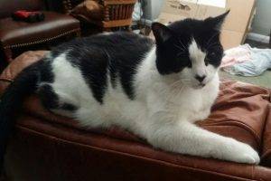 Photo Stanley - black and white tuxedo cat for adoption in los angeles ca