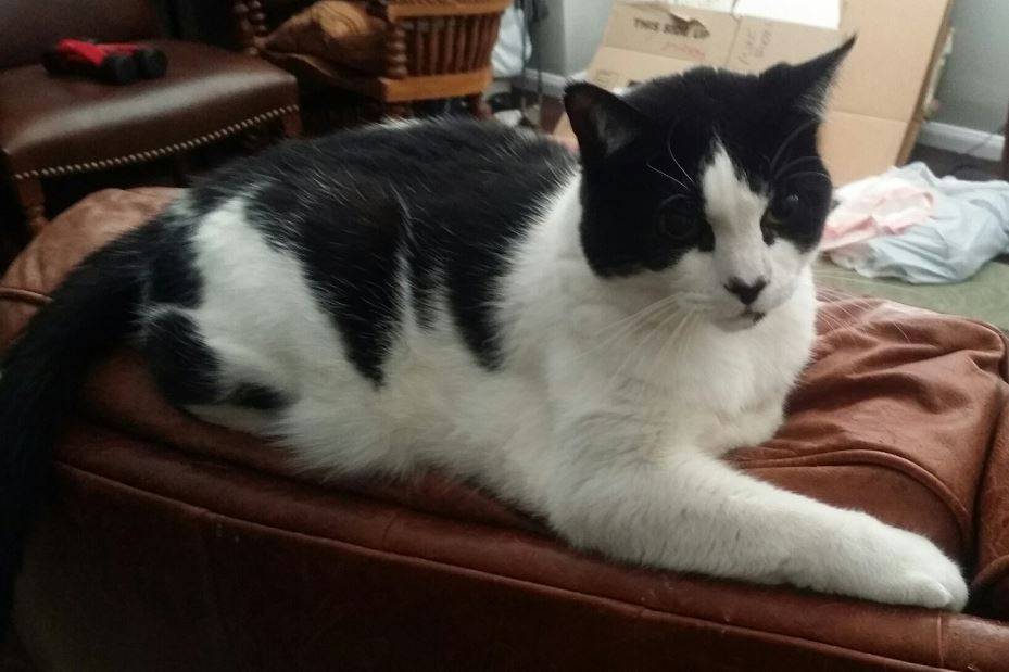 Stanley - Black and White Tuxedo Cat For Adoption in Los Angeles CA