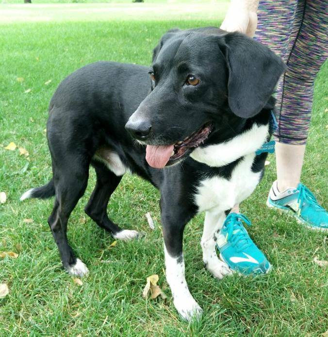 Adopted – stanley – english springer spaniel black lab mix dog  denver co