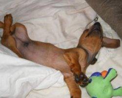 Stanley - red dachshund for adoption in las vegas 6