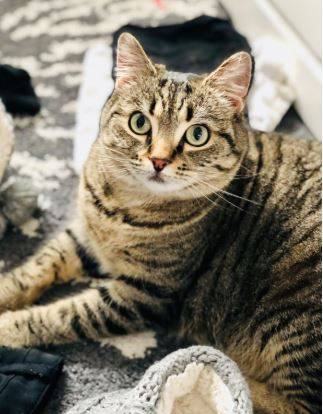 Stella grey tabby cat for adoption vancouver bc 3