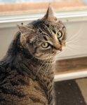 Stella Grey Tabby Cat For Adoption Vancouver BC 3