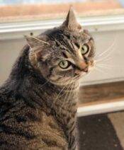 Stella Grey Tabby Cat For Adoption Vancouver BC 3