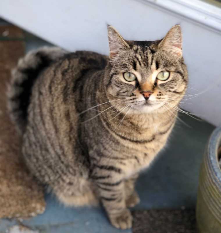 Stella grey tabby cat for adoption vancouver bc 6