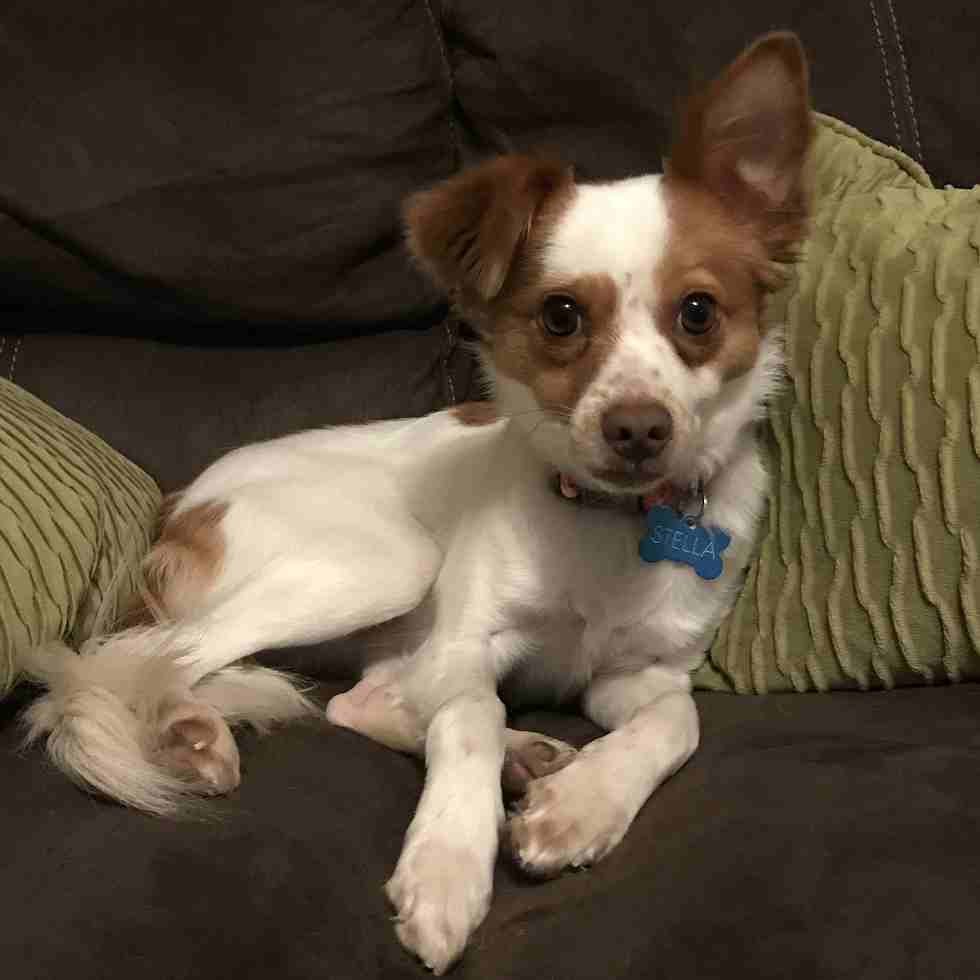 Papillon Mix Dog For Adoption in Atlanta GA - Meet Stella