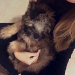 Stella - soft coated wheaten terrier puppy for adoption in columbus oh