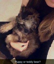 Stella - Soft Coated Wheaten Terrier Puppy For Adoption In Columbus OH