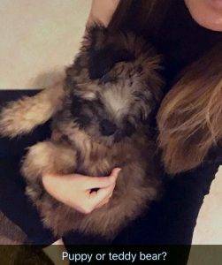 Soft coated wheaten terrier puppy rehomed in columbus ohio – meet stella