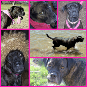 Photo Stella - purebred boxer for adoption sacramento ca