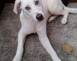 Sterling - lab mix dog for adoption in costa mesa ca 7