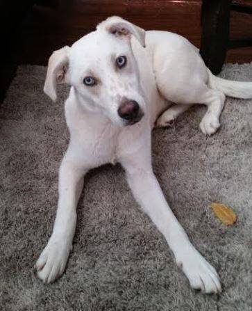 Amazing 1 yo blue eyed white labrador retriever mix for adoption in san diego – adopt sterling today