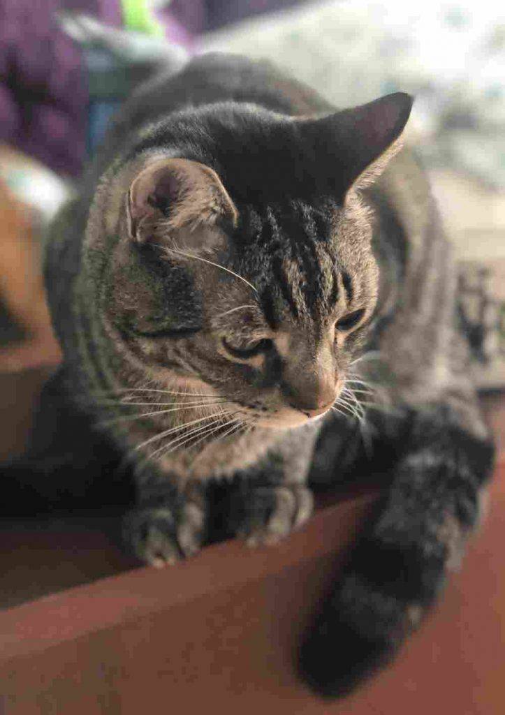 Steve Tabby Cat Adoption Brooklyn NY