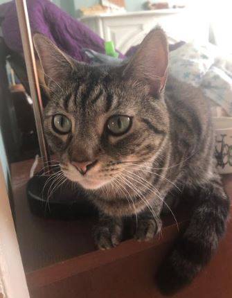 Steve Tabby Cat For Adoption in Brooklyn NY 8