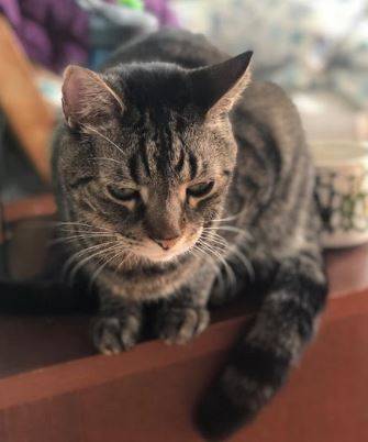 Steve tabby cat for adoption in brooklyn ny 8