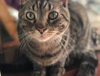 Adopted – tabby cat for adoption in brooklyn ny – meet steve