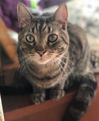 Steve Tabby Cat For Adoption in Brooklyn NY 8