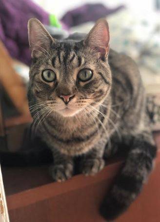 Tabby Cat For Adoption in Brooklyn NY - Meet Steve