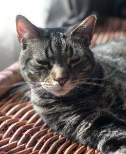 Steve tabby cat for adoption in brooklyn ny 8
