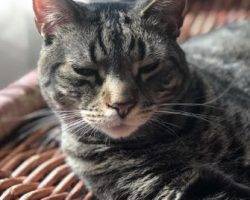 Steve tabby cat for adoption in brooklyn ny 8