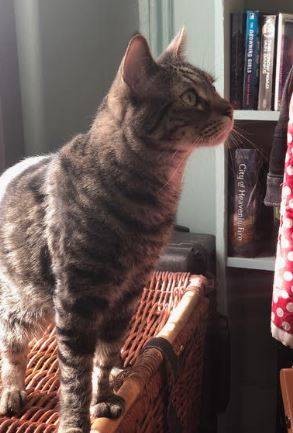 Steve Tabby Cat For Adoption in Brooklyn NY 8