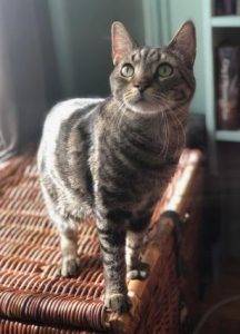 Steve tabby cat for adoption in brooklyn ny 8