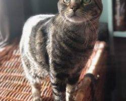 Steve tabby cat for adoption in brooklyn ny 8