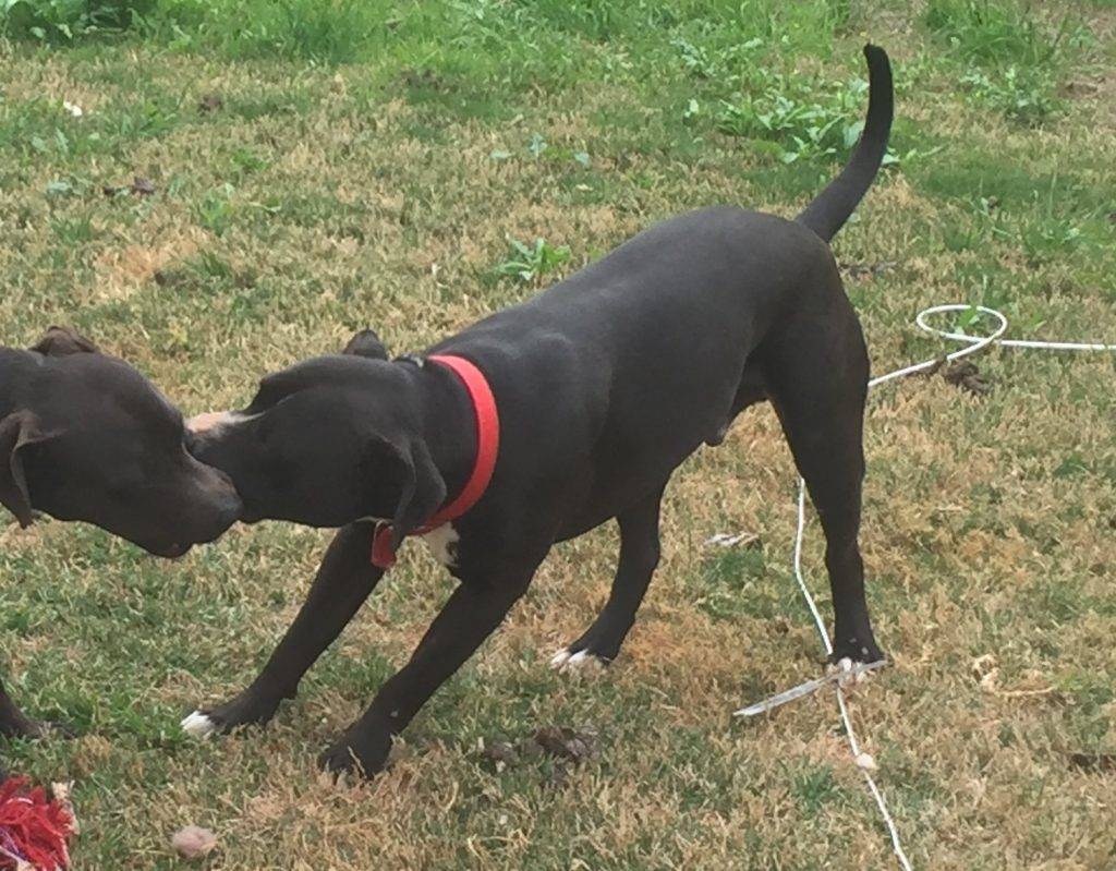 Stewie Pitbull Lab Mix Dog For Adoption in Chandler AZ