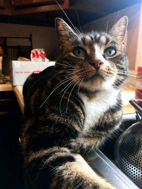Awesome Tuxedo Tabby Cat For Adoption To Loving Home Near Dover NH – Fixed, Shots, Healthy – Supplies Included
