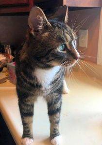 Stewie - tuxedo tabby cat for adoption dover nh 2