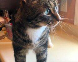 Stewie - tuxedo tabby cat for adoption dover nh 2