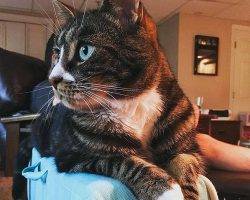 Stewie - tuxedo tabby cat for adoption dover nh 2