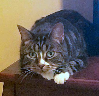Stewie - tuxedo tabby cat for adoption dover nh