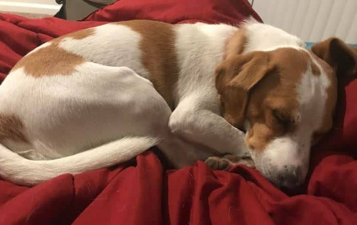 Stitch beagle jrt mix dog for adoption new westminster bc