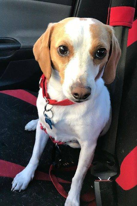 Stitch beagle jrt mix dog for adoption new westminster bc