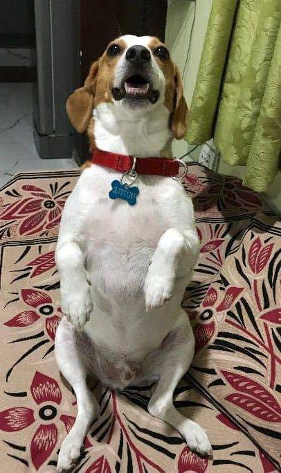 Stitch beagle jrt mix dog for adoption new westminster bc