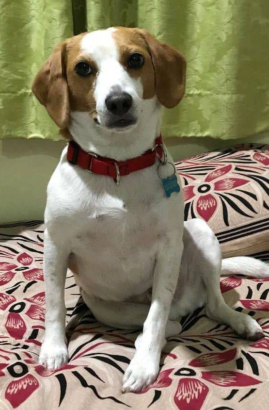 ADOPTED in New Westminster BC Stitch Jack Russell