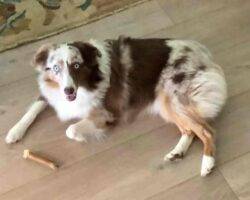 Miniature australian shepherd adoption savannah ga