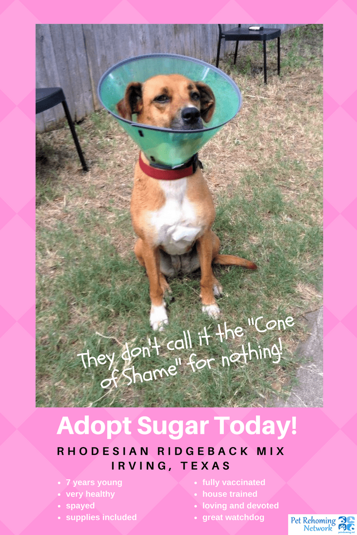 Meet sugar, a very sweet and devoted adult rhodesian ridgeback mix looking for a very special home near irving tx. Sugar is very healthy, spayed, up to date on shots and housetrained. She needs an only pet home with people who will cherish her. She is best suited ad. Ult only homes and needs a large, securely fenced yard for her "zoomies". Adopt this deserving dog today. Text sugar to (888) 833-2128 or email adoptsugar@dog-lover. Us. Supplies included.