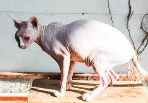 Sphynx and ragdoll mix cats for adoption in san diego ca