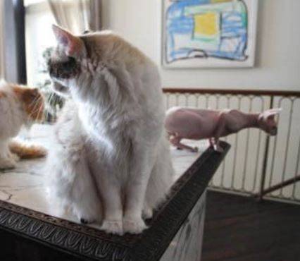 Sugarbell and pudge